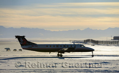 Airplane taxiing on Barter Island LRRS airport Kaktovik Alaska with polar bear sows and cubs and mountains