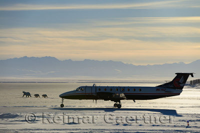 Airplane taking off from Barter Island LRRS airport Kaktovik Alaska with polar bears and Brooks Range mountains