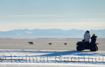 Visitors on an all terrain vehicle watching polar bear sow and cubs on Barter Island Kaktovik Alaska