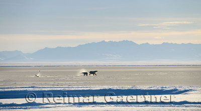 Polar bear sow and cubs shaking water after breaking through ice in Kaktovik lagoon with Brooks Range mountains