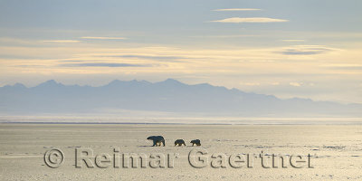 Polar Bear sow and cubs silhouetted on Kaktovik Lagoon Alaska with Brooks Range mountains