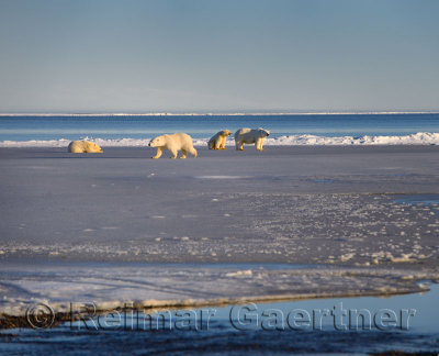 Male polar bear passing sow and cubs on Barter Island Kaktovik Alaska on the Beaufort Sea Arctic Ocean