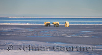 Polar bear sow and cubs on Barter Island Kaktovik Alaska on the Beaufort Sea Arctic Ocean