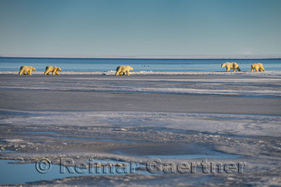 Two sets of polar bear sow and cubs meeting each other on Kaktovik lagoon Alaska