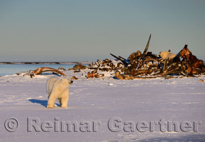 Polar bear sniffing the air at the whale bone pile on Barter Island Kaktovik Alaska on the Beaufort Sea Arctic Ocean