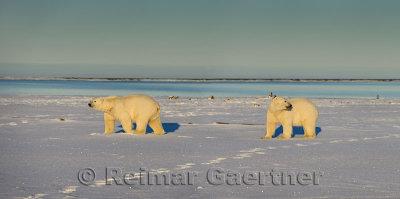 Two male polar bears on Barter Island Kaktovik Alaska on the Beaufort Sea Arctic Ocean
