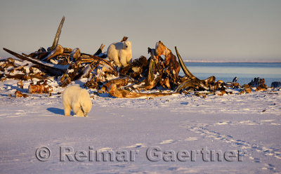 Polar bears digging in snow and sitting on the whale bone pile on Barter Island Kaktovik Alaska on the Beaufort Sea Arctic Ocean