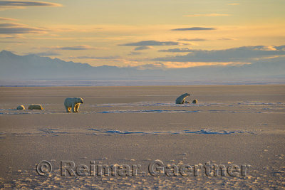 Two sets of Polar Bear sow and cubs on Kaktovik Lagoon Alaska with Brooks Range mountains
