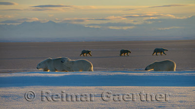 Two sets of polar bear sow and cubs passing each other on Kaktovik lagoon Alaska