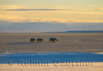 Polar Bear sow and cubs on Kaktovik Lagoon Alaska with Brooks Range mountains