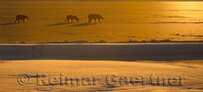 Polar Bear sow and cubs in silhouette with golden sunset on Kaktovik Lagoon Barter Island Alaska