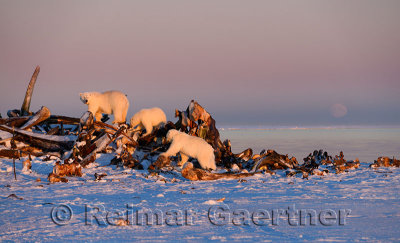 Three polar bears on the whale bone pile on Barter Island Kaktovik Alaska on the Beaufort Sea Arctic Ocean with moonrise