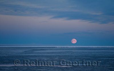 Red Moon rising over blue sky of the Beaufort Sea at Barter Island Kaktovik Alaska