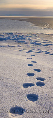 Polar Bear tracks on Barter Island with Kaktovik Lagoon and Brooks Range mountains Alaska