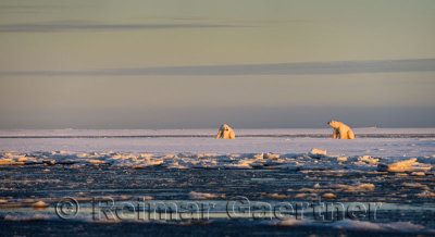 Two polar bears on Barter Island Kaktovik Alaska on the Beaufort Sea Arctic Ocean and sunset
