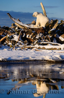 Male Polar bear with eyes closed on the whale bone pile on Barter Island Kaktovik Alaska