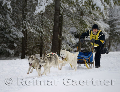 341 4 dog sled 12.jpg