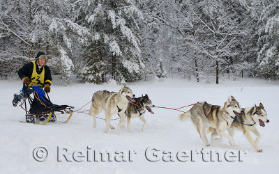 341 4 dog sled 18.jpg