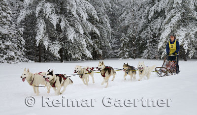 341 6 dog sled 15.jpg