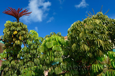 347 Umbrella tree.jpg