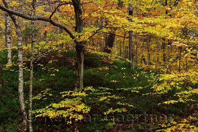 Birch Beech and Hemlock trees in the Fall at Smugglers Notch State Park