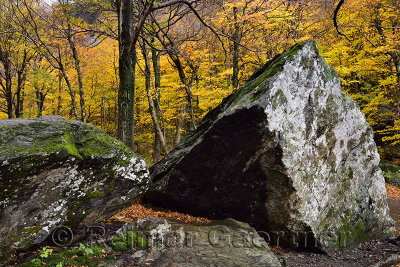 Moss and lichen covered boulders in the Fall with yellow trees at Smugglers Notch State Park