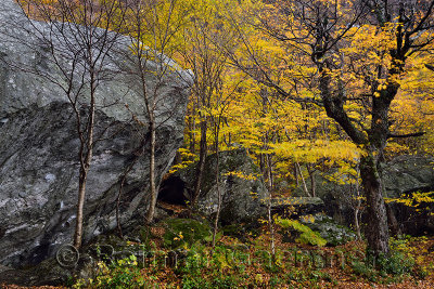Yellow Birch and Maple trees among boulders in the Fall at Smugglers Notch State Park