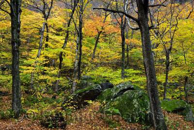 Colorful Fall forest at Smugglers Notch State Park with moss covered boulders