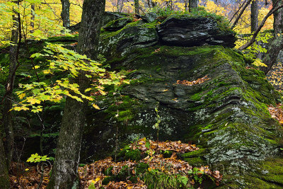 Moss covered boulder in the Fall with yellow maple leaves at Smugglers Notch State Park