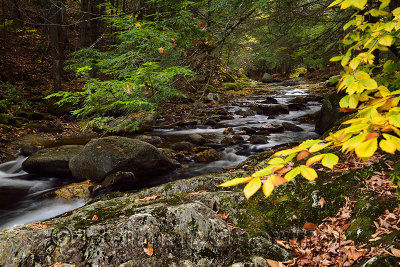 Beech leaves at Sterling Brook after the Falls with boulders and Schist north of Stowe Vermont