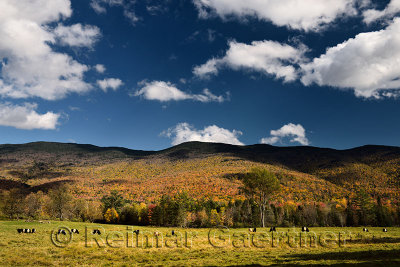 Belted Galloway beef cattle in pastureland on Barnes Hill road with Fall colors Stowe Vermont