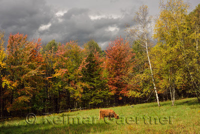 Highland cattle grazing in pasture surrounded by Fall colors Trapp Hill road Stowe Vermont