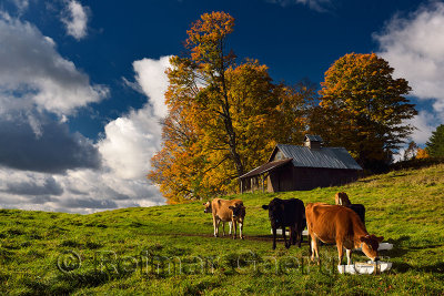 Jersey dairy cows in a pasture in the morning with Fall colors Peacham Vermont