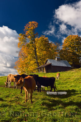 Jersey cows feeding in a pasture in the morning with Fall colors Peacham Vermont
