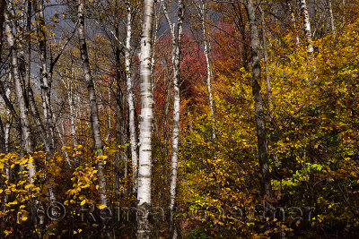 Birch trees and Fall foliage beside Kettle Pond at Spice mountain Groton State Forest Vermont