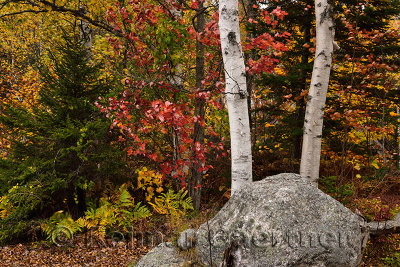 Birch Maple and Spruce trees in the Fall at Seyon Ranch State Park Vermont