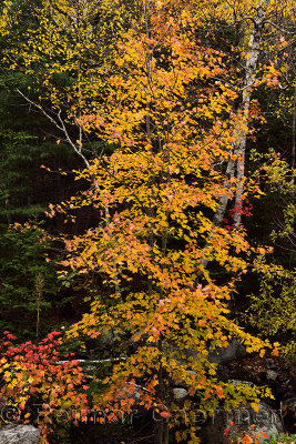 Red and yellow maple trees at Noyes Pond Groton State Forest Vermont in the Fall