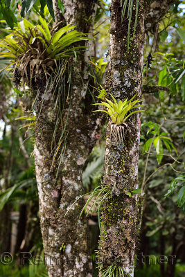 Bromeliad tropical plants growing on a tree trunk in Isabel de Torres botanical garden Dominican Republic