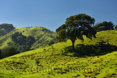 Cattle grazing on hillside with tree in mountains west of Puerto Plata Dominican Republic