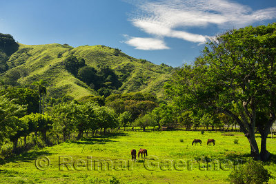 Horses grazing on ranch land beside a mountain west of Puerto Plata Dominican Republic