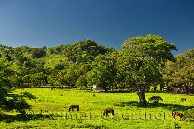 Horses grazing on a ranch west of Puerto Plata Dominican Republic