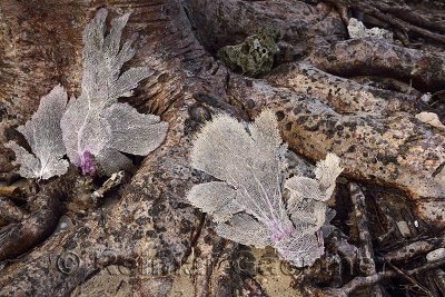 Fan coral washed up onto a mangrove tree trunk by the sea Dominican Republic