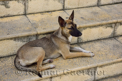 Feral dog lying on the steps of St Philip the Apostle Cathedral Puerto Plata