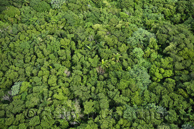 Aerial view of rain forest treetops on Mount Isabel de Torres Puerto Plata