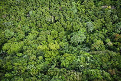 Aerial view of the green tops of rain forest trees on Mount Isabel de Torres Puerto Plata
