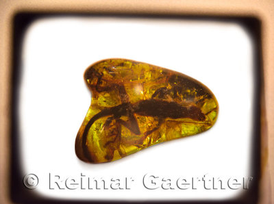 Magnified amber stone with Lizard and other insects fossilized in tree resin