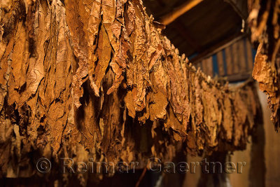 Tobacco leaves for cigars hanging to dry in a cure house Puerto Plata