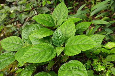 Scratchbush nettle with vicious prickles in the rain forest atop Isabel de Torres mountain Dominican Republic