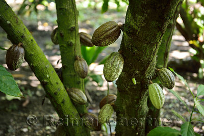 Pod fruit containing cocoa beans growing from the branches of a Cacao tree Dominican Republic