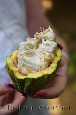 Woman holding a freshly broken cacao pod with white cocoa beans